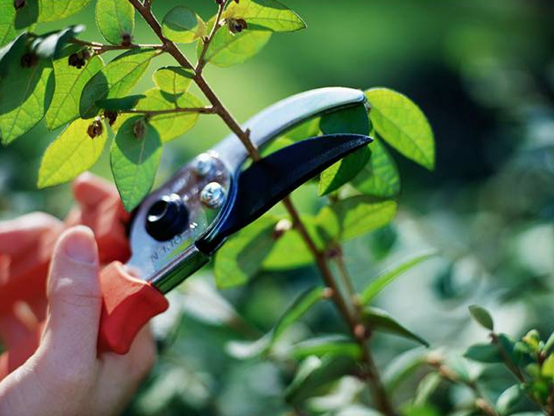 Landscape Maintenance Image of us trimming the landscaping of a local home.